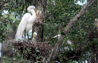 Great Egret