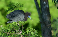 Little Blue Heron