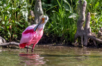 Roseate Spoonbill