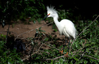Snowy Egret