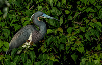 Tricolored Heron