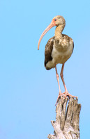 White Ibis