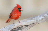 Northern Cardinal