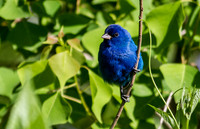 Indio Bunting