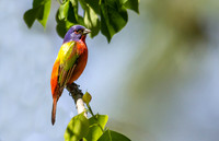 Painted Bunting