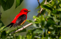 Scarlet Tanager