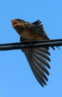 Barn Swallow