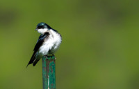 Tree Swallow