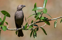 Brown-headed Cowbird