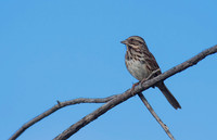 Song  Sparrow
