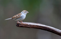 Chipping Sparrow