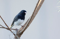 Dark-Eyed Junco
