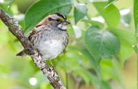 White-Throated Sparrow