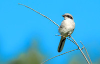 Loggerhead Shrike