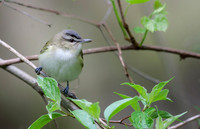 Red-eyed Vireo