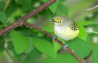 White-eyed Vireo