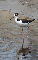 Black-necked Stilt