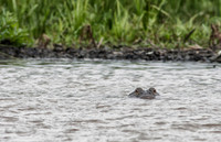 Alligators