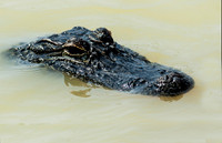 Wildlife Gallery