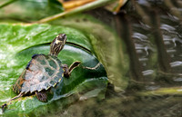 Turtles