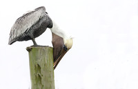 Brown Pelican