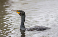 Double-Crested Cormorant