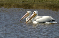 White Pelican
