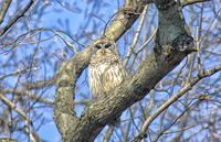 Barred Owl
