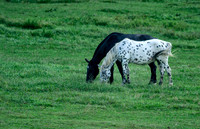 Horses