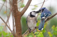 Blue Jay