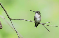 Ruby-Throated Hummingbird