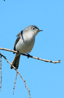 Blue-gray Gnatcatcher