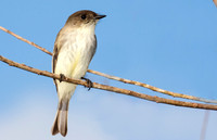 Eastern Phoebe
