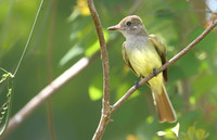 Great Creasted Flycatcher