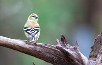 American Goldfinch