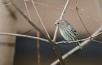 Pine Siskin