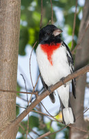 Rose-breasted Grosbeak