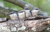 Brown-headed Nuthatch