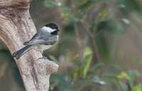 Carolina Chickadee