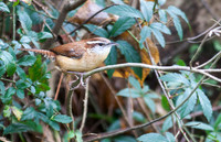 Carolina Wren