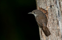 House Wren