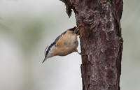 Red-breasted Nuthatch