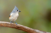 Tufted Titmouse