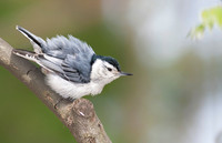 White-breasted Nuthatch