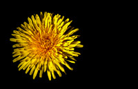 Flower Gallery
